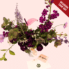 ULTRAVIOLETS - Image 2